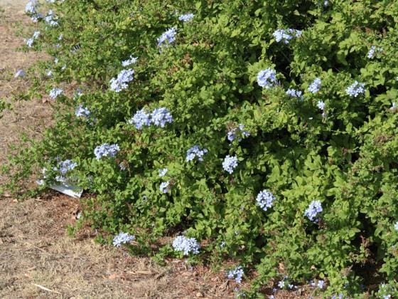 Plumbago, Kapbleiwurz, Kap-Bleiwurz (Plumbago auriculata, Plumbago capensis), bluehend, Spanien, Balearen, Mallorca Cape Leadwort, Skyflower, Cape Plumbago (Plumbago auriculata, Plumbago capensis), blooming, Spain, Balearic Islands, Majorca BLWS636408 *** Plumbago, Cape Leadwort, Cape Plumbago Plumbago auriculata, Plumbago capensis , flowering, Spain, Balearic Islands, Majorca Cape Leadwort, Skyflower, Cape Plumbago Plumbago auriculata, Plumbago capensis , flowering, Spain, Balearic Islands, Majorca BLWS636408 Copyright: xblickwinkel A.xJagelx