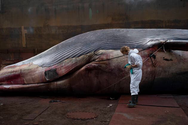 News Themen der Woche KW03 News Bilder des Tages Dissected dead Whale in Naples The first dissections on the carcass of the whale found dead last Thursday in the waters of the port of Sorrento are underway in the port of Naples. The examinations will provide further clarification on the death. This is what Raffaele di Palma reports to ANSA, which takes care of the communication of the Amp (Marine Protected Area) Punta Campanella between the Sorrento and Amalfi coasts. A first hypothesis has it that the animal was killed by a virus, the so-called whale measles. The length of the mammal, a fin whale that could be a hybrid between the two most frequent races in the Mediterranean, is 19.85 meters, a measure that, pending a final confirmation, would make it the largest fin whale ever recorded Copyright: VincenzoxNoletto