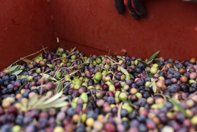 From above of crop anonymous farmer in gloves standing near metal container with harvested ripe healthy fresh black and green olives in countryside, Model released Copyright: xMireiaxCordomix MR
