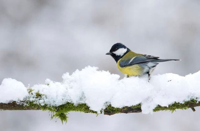 Kohlmeise, Kohl-Meise (Parus major), sitzt auf einem schneebedeckten Zweig, Niederlande great tit (Parus major), sitting on a snow covered branch, Netherlands, Utrecht BLWS636526 *** Great Tit, Great Tit Parus major , sitting on a snow covered branch, Netherlands great tit Parus major , sitting on a snow covered branch, Netherlands, Utrecht BLWS636526 Copyright: xblickwinkel AGAMI W.xSoestbergenx