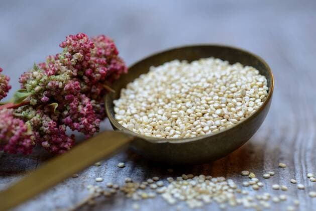 IMAGO Nature: Unsere Erde, Klimawandel, Ernährung, Pflanzen der Zukunft, Quinoa Quinoa in Kelle und reifer Quinoa-Zweig, Chenopodium quinoa *** Quinoa in trowel and mature quinoa branch, Chenopodium quinoa Copyright: imageBROKER/J.xPfeiffer iblpjr05188213.jpg