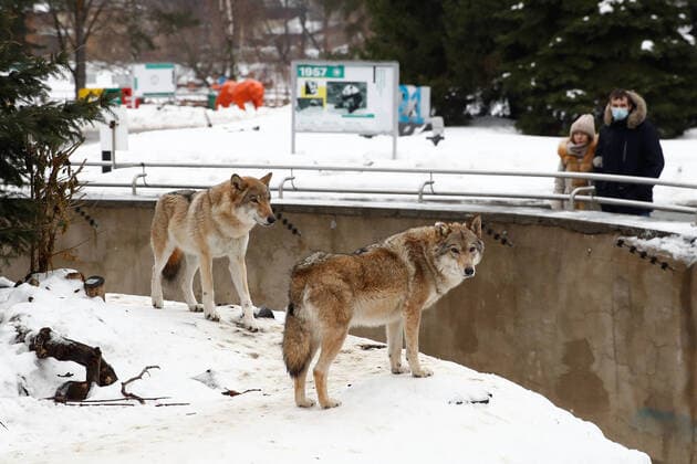 Bilder des Jahres 2021, Entertainment 01 Januar Entertainment Themen der Woche KW03 Entertainment Bilder des Tages MOSCOW, RUSSIA - JANUARY 24, 2021: Wolves kept at the Moscow Zoo. The facility reopens to visitors those animal enclosures closed earlier due to coronavirus restrictions. Artyom Geodakyan TASS  TS0F5120