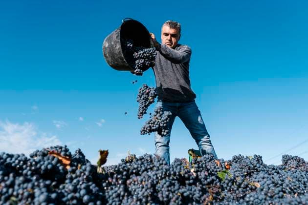 Man pouring black grapes into trailer against sky in vineyard model released Symbolfoto EGAF01228