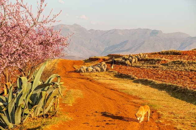 Sheepherder with his herd, Lesotho, Africa. Sheepherder bringing home his herd, helped by a dog Malalea Lesotho *** Schafhirte mit seiner Herde, Lesotho, Afrika Schafhirte bringt seine Herde nach Hause, unterstützt von einem Hund Malalea Lesotho Copyright: xChristianxOffenbergx