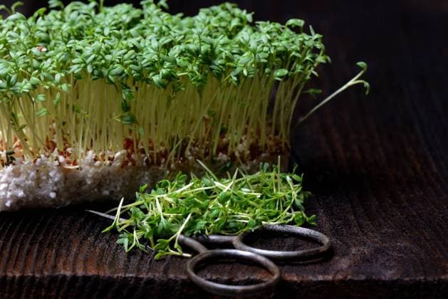  Gartenkresse (Lepidium sativum) mit Schere, Kressesprossen *** Garden cress Lepidium sativum with scissors, cress sprouts Copyright: imageBROKER/J.xPfeiffer iblpjr05187025.jpg