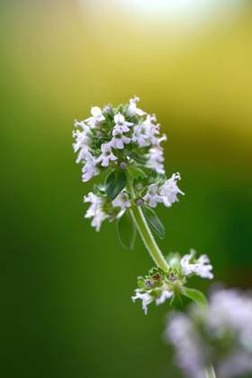  Silberthymian, Sorte Silberkönigin (Thymus citriodorus) *** Silver thyme, variety Silver Queen Thymus citriodorus Copyright: imageBROKER/J.xPfeiffer iblpjr05187275.jpg