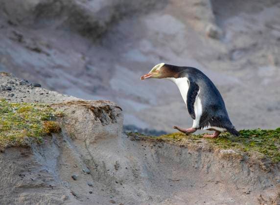 Gelbaugenpinguin, Gelbaugen-Pinguin, Hoiho (Megadyptes antipodes), laeuft in den Duenen, Neuseeland, Auckland islands, Enderby Island yellow-eyed penguin, Hoiho (Megadyptes antipodes), walking in the dunes, New Zealand, Auckland islands, Enderby Island BLWS636821 *** yellow eyed penguin, Hoiho Megadyptes antipodes , walking in the dunes, New Zealand, Auckland islands, Enderby Island yellow eyed penguin, Hoiho Megadyptes antipodes , walking in the dunes, New Zealand, Auckland islands, Enderby Island BLWS636821 Copyright: xblickwinkel AGAMI M.xGuytx