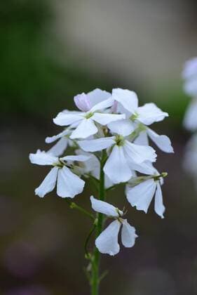  Nachtviole (Hesperis matronalis) *** Night Violet Hesperis matronalis Copyright: imageBROKER/J.xPfeiffer iblpjr05186138.jpg