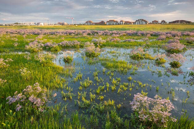 Strandflieder, Strand-Flieder (Limonium vulgare), Salzrasen mit bluehendem Strandflieder in IJzermonding, Belgien, Westflandern, IJzermonding, Nieuwpoort common sea-lavender, mediterranean sea-lavender (Limonium vulgare), salt marsh with blooming sea-lavender in IJzermonding, Belgium, West Flanders, IJzermonding, Nieuwpoort BLWS637090 *** Limonium vulgare , salt marsh with blooming sea lavender in IJzermonding, Belgium, West Flanders, IJzermonding, Nieuwpoort common sea lavender, mediterranean sea lavender Limonium vulgare , salt marsh with blooming sea lavender in IJzermonding, Belgium, West Flanders, IJzermonding, Nieuwpoort BLWS637090 Copyright: xblickwinkel W.xPattynx
