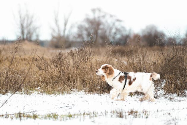 IMAGO Creative: Jahreszeit Winter, Spaziergang Russian spaniel dog walking outdoors in a winter field. CR_AXHBBX210127A-622365-01 ,model released, Symbolfoto