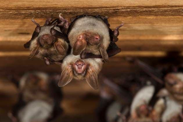 Großes Mausohr (Myotis myotis), Weibchen in Wochenstube im Dachboden einer Kirche, Thüringen, Deutschland, Europa *** Greater mouse-eared bat Myotis myotis , female in a church attic, Thuringia, Germany, Europe Copyright: imageBROKER FranzxChristophxRobiller ibxrob04612918.jpg
