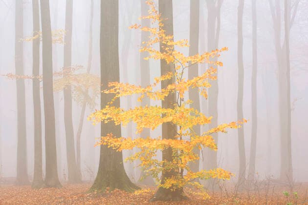 Rotbuche, Rot-Buche, Buche (Fagus sylvatica), Buchenwald im Nebel, Belgien, Ostflandern, Hotondbos, Ronse common beech (Fagus sylvatica), beech forest in mist, Belgium, East Flanders, Hotondbos, Ronse BLWS637150 *** Common beech Fagus sylvatica , beech forest in mist, Belgium, East Flanders, Hotondbos, Ronse common beech Fagus sylvatica , beech forest in mist, Belgium, East Flanders, Hotondbos, Ronse BLWS637150 Copyright: xblickwinkel W.xPattynx