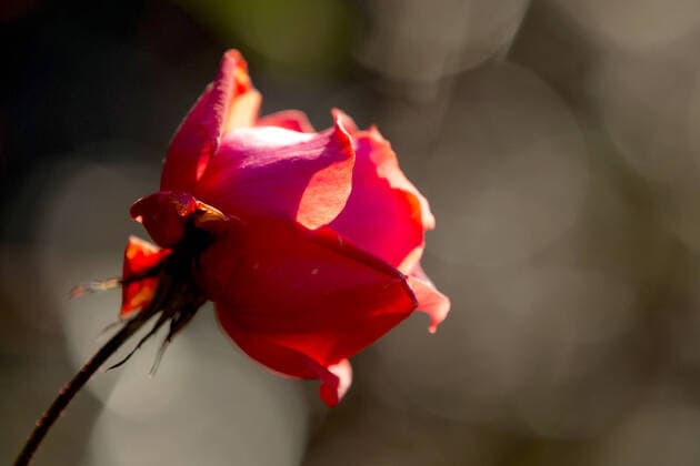 CRIMEA, RUSSIA - JANUARY 28, 2021: A rose in Nikitsky Botanical Garden in the city of Yalta on Crimea s Black Sea coast. Spring arrives in south Crimea in late January and early February. Sergei Malgavko TASS  TS0F55D0