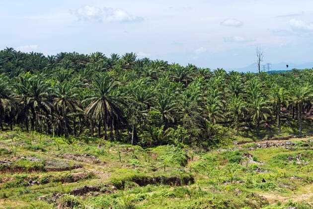 IMAGO Nature: Unsere Erde, Umweltverträgliche Herausforderungen, Palmöl Afrikanische Oelpalme (Elaeis guineensis), abgeholzte Landflaeche, bepflanzt mit jungen Oelpalmen am Rand einer kommerziellen Oelpalm-Plantage, Malaysia, Borneo, Sabah oil palm (Elaeis guineensis), Young oil palm trees planted on cleared land at the edge of a commercial palm oil plantation, Malaysia, Borneo, Sabah BLWS637524 *** African oil palm Elaeis guineensis , Cleared land planted with young oil palm trees at the edge of a commercial oil palm plantation, Malaysia, Borneo, Sabah oil palm Elaeis guineensis , Young oil palm trees planted on cleared land at the edge of a commercial palm oil plantation, Malaysia, Borneo, Sabah BLWS637524 Copyright: xblickwinkel G.xFischerx