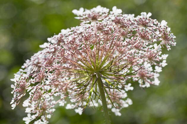 Wilde Moehre (Daucus carota), Dolde von unten, Deutschland Queen Anne s lace, wild carrot (Daucus carota), umbel, Germany BLWS637549 *** Wild carrot Daucus carota , umbel from below, Germany Queen Anne s lace, wild carrot Daucus carota , umbel, Germany BLWS637549 Copyright: xblickwinkel F.xHeckerx