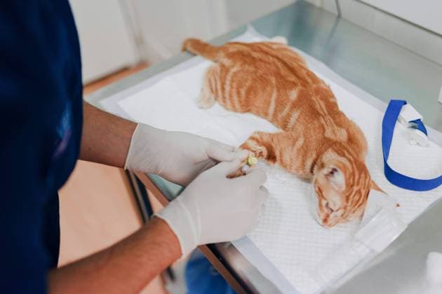 IMAGO Creative: Lokalhelden - Gesundheits- und Rettungskr?fte From above of crop anonymous veterinarian in sterile gloves putting drop counter piece on paw of animal patient in hospital Copyright: xAlbertoxOrtegax Model Released
