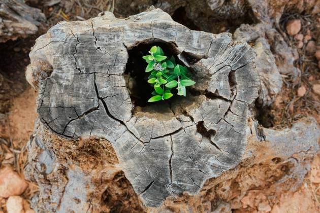 IMAGO Creative: Klimawandel - Gr?ne Erholung Plant growing on the trunk of an olive tree Copyright: xAngelaxRoberx Model Released