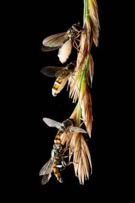 Creative Highlights World Close up of fly affected by the zombie fungus entomophthora muscae Copyright: xPedroxLunax Model Released