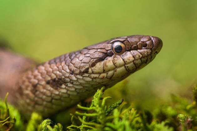Creative Highlights World The Smooth snake (Coronella austriaca) lying on grass Copyright: xPedroxLunax Model Released