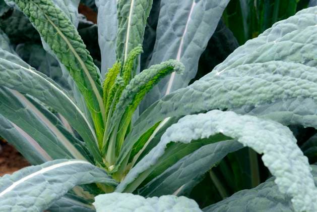 Palmkohl (Brassica oleracea var. palmifolia), Schwarzkohl, Kohl, Gemüsekohl, Toskana, Italien, Europa *** Palm cabbage Brassica oleracea var palmifolia , Black cabbage, Cabbage, Vegetable cabbage, Tuscany, Italy, Europe Copyright: imageBROKER J.xPfeiffer iblpjr05182357.jpg