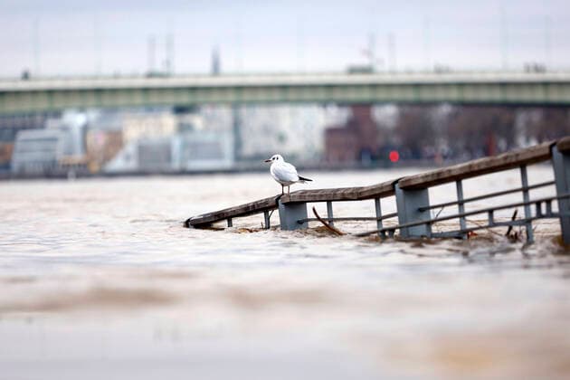 IMAGO Nature: Unsere Erde, Klimawandel, Überschwemmungen Bilder des Jahres 2021, News 01 Januar News Themen der Woche KW04 News Bilder des Tages Der Kölner Rheinpegel steigt und steigt. Am Sonntagabend wurde in Köln ein Hochwasser von 7,50 Meter gemessen, der Normalwasserstand liegt sonst bei 3,21 Meter. Die Schifffahrt ist bereits eingeschränkt. Am Kölner Rheinufer werden immer mehr Barrikaden errichtet und Bereiche abgesperrt. Das Wasser klettert auf Promenaden und überspült Treppen und Fähranleger. Köln, 31.01.2021 *** The Cologne Rhine level rises and rises On Sunday evening, a high water of 7.50 meters was measured in Cologne, the normal water level is usually at 3.21 meters Shipping is already restricted On the banks of the Rhine in Cologne, more and more barricades are erected and areas closed off The water climbs on promenades and washes over stairs and ferry piers C Foto:xC.xHardtx xFuturexImage