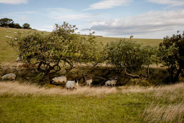 Sheep in the english countryside near Robins Hood s Bay Robin Hood s Bay, England, United Kingdom CR_ISKO210106A-263577-01