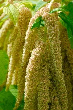 Gartenfuchsschwanz (Amaranthus caudatus), Echter Fuchsschwanz, Amaranth *** Garden foxtail Amaranthus caudatus , true foxtail, amaranth Copyright: imageBROKER/J.xPfeiffer iblpjr05181330.jpg