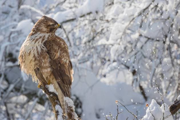 Maeusebussard, Maeuse-Bussard (Buteo buteo), heller Maeusebussard sitzt auf einem Ast bei verschneiter Winterlandschaft, Schweiz, Sankt Gallen Eurasian buzzard (Buteo buteo), pale Eurasian Buzzard perched on a branch in snowy winter scenery, Switzerland, Sankt Gallen BLWS637655 *** Eurasian buzzard Buteo buteo , pale Eurasian buzzard perched on a branch in snowy winter scenery, Switzerland, Sankt Gallen BLWS637655 Copyright: xblickwinkel S.xGerthx