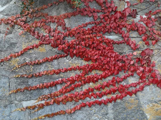 Dreilappige Jungfernrebe, Wilder Wein (Parthenocissus tricuspidata), rotes Herbstlaub an einer Stuetzmauer, Deutschland Boston ivy, Japanese creeper (Parthenocissus tricuspidata), creeping on a wall, Germany BLWS634416