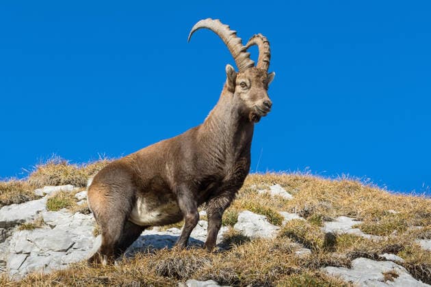 Creative Highlights World Alpen-Steinbock, Alpensteinbock (Capra ibex, Capra ibex ibex), steht auf einer Bergflanke und schaut hinab, Schweiz, Luzern, Pilatus Alpine ibex (Capra ibex, Capra ibex ibex), stands on a slope looking down, Switzerland, Lucerne, Pilatus BLWS637665 *** Alpine ibex, Capra ibex ibex , stands on a slope looking down, Switzerland, Lucerne, Pilatus Alpine ibex Capra ibex, Capra ibex ibex , stands on a slope looking down, Switzerland, Lucerne, Pilatus BLWS637665 Copyright: xblickwinkel S.xGerthx