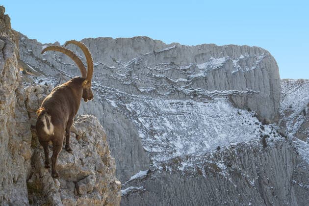 Creative Highlights World Alpen-Steinbock, Alpensteinbock (Capra ibex, Capra ibex ibex), steht auf einer Bergflanke und schaut hinab, Schweiz, Luzern, Pilatus Alpine ibex (Capra ibex, Capra ibex ibex), stands on a slope looking down, Switzerland, Lucerne, Pilatus BLWS637666 *** Alpine ibex, Capra ibex ibex , stands on a slope looking down, Switzerland, Lucerne, Pilatus Alpine ibex Capra ibex, Capra ibex ibex , stands on a slope looking down, Switzerland, Lucerne, Pilatus BLWS637666 Copyright: xblickwinkel S.xGerthx