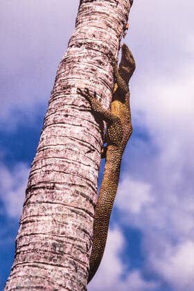 Creative Highlights World An adult Micronesian Mangrove Monitor basking on a palm tree trunk on the island of Guam in the western Pacific. Micronesia Guam United States Copyright: xJonxG.xFullerx JGF-lizards-Mangrove Monitor-GU-0374