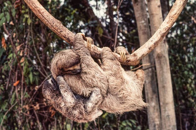 A baby Brown-throated Sloth, Bradypus variegatus, goes exploring with its mother in the rain forest of Panama. Panama Province Panama Copyright: xJonxG.xFullerx JGF-mammals-3 toed Sloth-PA-0654