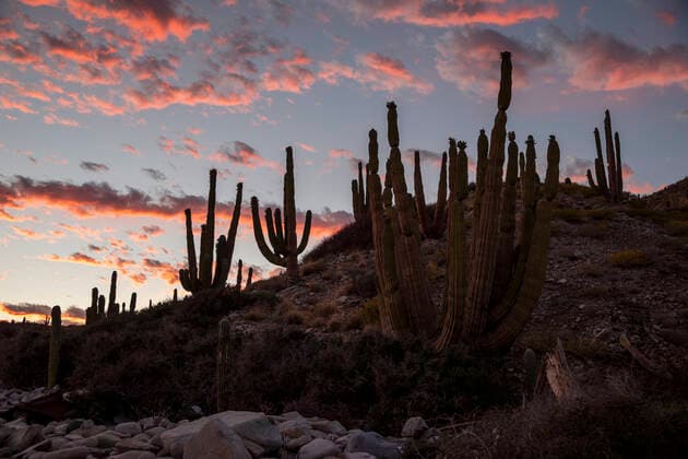 Mexican giant cardon cactus (Pachycereus pringlei), at sunset on Isla Santa Catalina, Baja California, Mexico, North America Copyright: MichaelxNolan 1112-5628