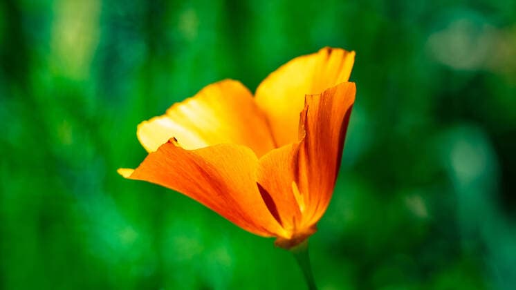 orange flower Goldmohn Eschscholzia californica bright orange flower Goldmohn Eschscholzia californica. Against green blurred background *** orangefarbene Blume Goldmohn Eschscholzia californica leuchtend orange Blume Goldmohn Eschscholzia californica vor grünem unscharfen Hintergrund Copyright: xMartinxGruberx