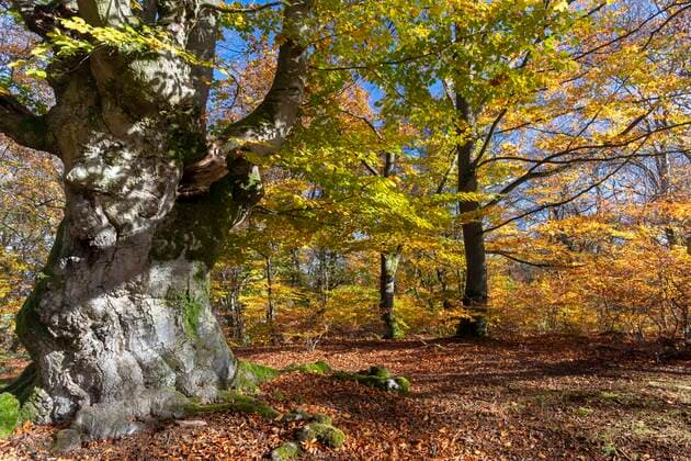  Alte Rotbuchen (Fagus sylvatica) im Herbst, Hutebuche, Hutewald Halloh, Hessen, Deutschland, Europa *** Old copper beech Fagus sylvatica in autumn, Hutebuche, Hutewald Halloh, Hesse, Germany, Europe Copyright: imageBROKER/MarcusxSiebert ibxmcs06680848.jpg