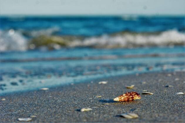 Stock Foto Meer, Muschel, Küste, Strand, Wellen, Ostsee, Herbst, Sandstrand, Sand Lohmühle Copyright: xLobeca MarcusxKabenx
