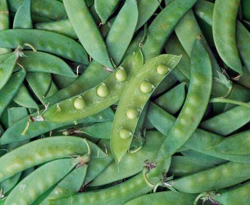 IMAGO Nature: Unsere Erde, Klimawandel, Ernährung, Pflanzen der Zukunft, Futtererbse  Zuckererbse, Schoten (Pisum sativum ssp. sativum convar. axiphium), Kieferlerbse *** Sugar pea, pods Pisum sativum ssp sativum convar axiphium , pine pea Copyright: imageBROKER/J.xPfeiffer iblpjr05164853.jpg