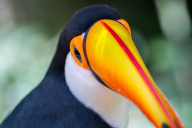 Tucano-toco isolated bird Ramphastos toco close up portrait in the wild Parque das Aves, Brasil - Birds place park in Brazil Toco-Toucan Toucan toucano-toco