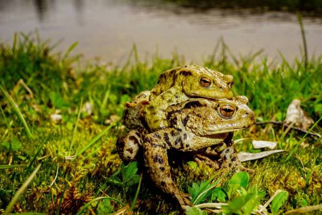 common toad (Bufo bufo) mating *** Erdkröte Bufo bufo Paarung Copyright: xWolfgangxSimlingerx