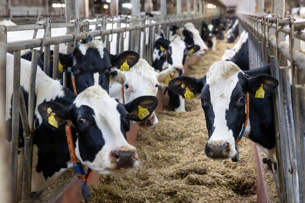 IMAGO Nature: Unsere Erde, Energiequellen, Biomasse Biogasanlage Rhönland unrentabel Milchvieh im Rhönland-Hof Dermbach. Für Biogasanlagen wie die im Rhönland-Hof, die vor rund zwanzig Jahren in Betrieb gingen, gibt es einen scharfen Schnitt- die alten Konditionen der Einspeisevergütung sind ausgelaufen die Anlage läuft so nun unrentabel. Allerdings braucht der Betrieb die Wärme aus der Biogasanlage- unter anderem für das komplette Heizsystem und die Nudel-Trocknung. Dermbach Thüringen DEUTSCHLAND *** Biogas plant Rhönland unprofitable Dairy cattle in the Rhönland farm Dermbach For biogas plants like the one in the Rhönland farm, which went into operation about twenty years ago, there is a sharp cut the old conditions of the feed-in tariff have expired the plant runs so now u
