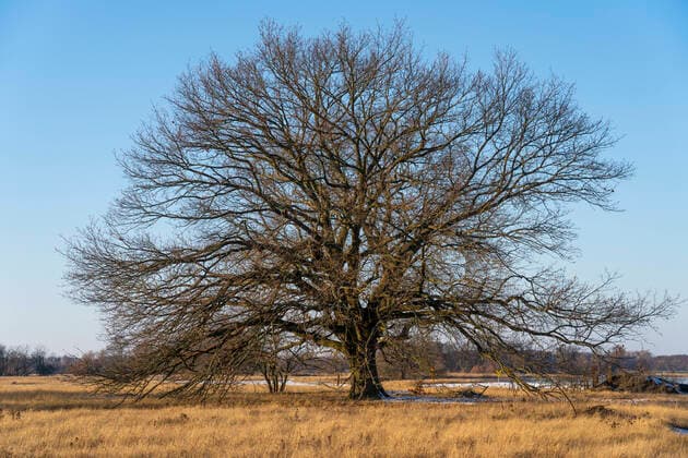 Ein einzeln stehender großer Baum am Ufer der Oder bei Reitwein (Landkreis Märkisch-Oderland) im Oderbruch. Foto: Volker Hohlfeld Baumriese *** A single large tree on the bank of the river Oder near Reitwein district Märkisch Oderland in the Oderbruch Photo Volker Hohlfeld Tree giant