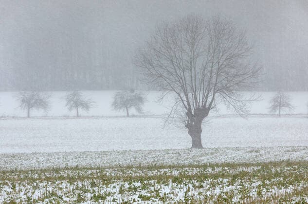 IMAGO Creative: Countdown bis Weihnachten, Nach Hause reisen Europa; Deutschland; Niedersachsen; Söhre; Tosmarkamm; Steinberg; Waldrand; Feldlandschaft; Winterwald: Winterbäume im Schneetreiben am Tosmar im Hildesheimer Wald *** Europe Germany Lower Saxony Söhre Tosmarkamm stone mountain forest edge field landscape winter forest winter trees in the driving snow at the Tosmar in the Hildesheim forest