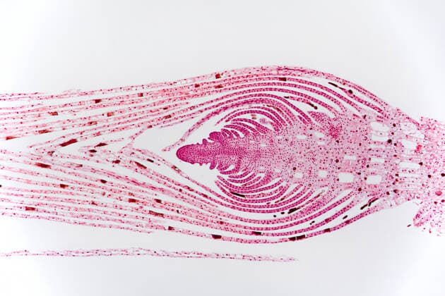 Grundnessel (Hydrilla verticillata), gefaerbter Schnitt durch den Vegetationskegel von Hydrilla verticillata, Hellfeldkontrast, Lichtmikroskopie hydrilla (Hydrilla verticillata), longitudinal cut of the stem apex of Hydrilla, microscopc cut, microtome section BLWS637726 *** Groundnettle Hydrilla verticillata , colored section through the vegetation cone of Hydrilla verticillata, brightfield contrast, light microscopy hydrilla Hydrilla verticillata , longitudinal cut of the stem apex of Hydrilla, microscopc cut, microtome section BLWS637726 Copyright: xblickwinkel F.xFoxx