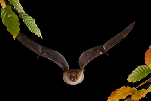 Großes Mausohr (Myotis myotis) im Flug, Tier mit Ring für Forschungszwecke, Thüringen, Deutschland, Europa *** Greater mouse-eared bat Myotis myotis in flight, animal with ring for research purposes, Thuringia, Germany, Europe Copyright: imageBROKER FranzxChristophxRobiller ibxrob04613386.jpg
