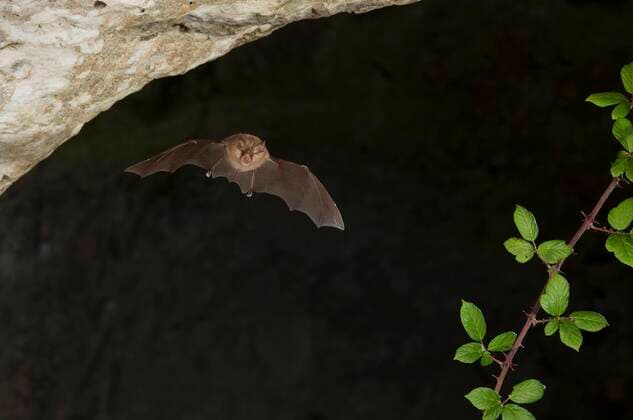  Kleine Hufeisennase (Rhinolophus hipposideros) im Ausflug aus der Höhle, extrem bedrohte Tierart, Sardinien, Italien, Europa *** Lesser horseshoe bat Rhinolophus hipposideros leaving the cave, extremely endangered species, Sardinia, Italy, Europe Copyright: imageBROKER/FranzxChristophxRobiller ibxrob04613500.jpg