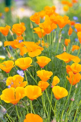 Kalifornischer Mohn (Eschscholzia californica) in Blüte, Sachsen, Deutschland *** California poppy Eschscholzia californica in flower, Saxony, Germany