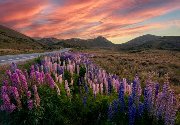 Bunte Vielblättrige Lupinen (Lupinus polyphyllus) in Berglandschaft, Passstraße am Lindis Pass, Abendrot, Südliche Alpen, Otago, Südinsel, Neuseeland, Ozeanien *** Variegated multifoliate lupines Lupinus polyphyllus in mountain landscape, pass road at Lindis Pass, evening glow, Southern Alps, Otago, South Island, New Zealand, Oceania Copyright: imageBROKER MaraxBrandl ibxmab06217652.jpg