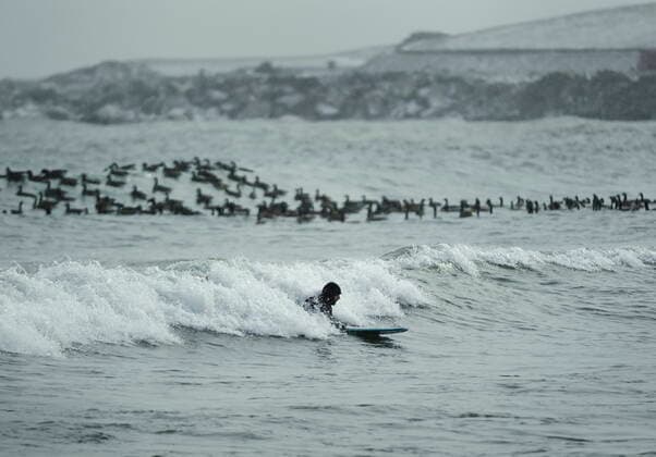February 12, 2021, Toronto, on, Canada: A man catches a wave a he surfs along side Canadian Geese as he surfs in the frigid ice cold waters of Lake Ontario during the COVID-19 pandemic in Toronto on Friday, February 12, 2021. Toronto Canada  - ZUMAc35_ 20210212_zaf_c35_028 Copyright: xNathanxDenettex