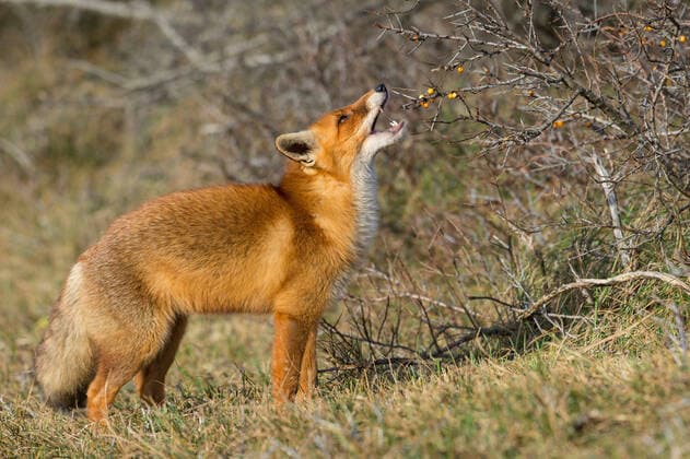IMAGO Nature: Unsere Erde, Pflanzen: Bedrohte Planzenarten in Deutschland Rotfuchs, Rot-Fuchs (Vulpes vulpes), frisst Beeren, Niederlande red fox (Vulpes vulpes), feeds berries, Netherlands BLWS638259 *** Red fox Vulpes vulpes , eats berries, Netherlands red fox Vulpes vulpes , feeds berries, Netherlands BLWS638259 Copyright: xblickwinkel McPHOTO W.xRolfesx
